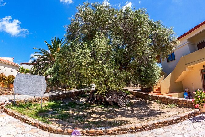 Wine & Olive Oil Tour with lunch at the White Mountains - The 4WD drive through western Chania Prefecture