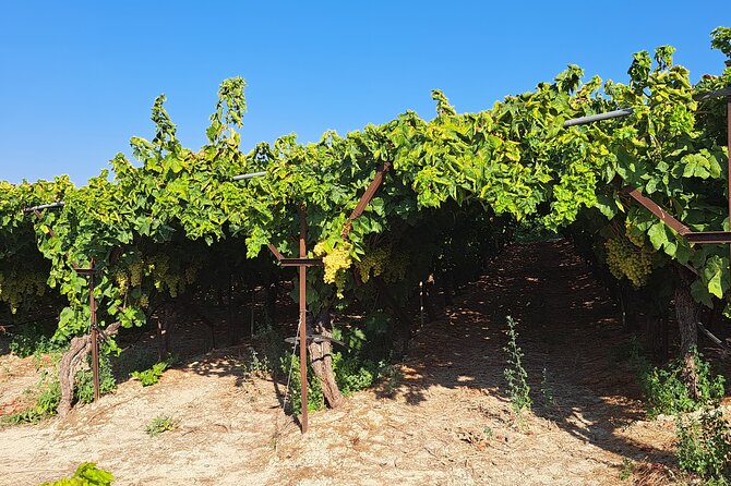 Wine Raki Olive Oil Tasting and Pottery - Private Tour - Katalagari village: a walk before lunch