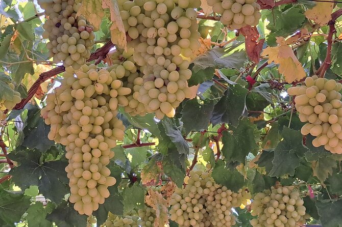 Wine Raki Olive Oil Tasting and Pottery - Private Tour - Price, timing, and booking advice