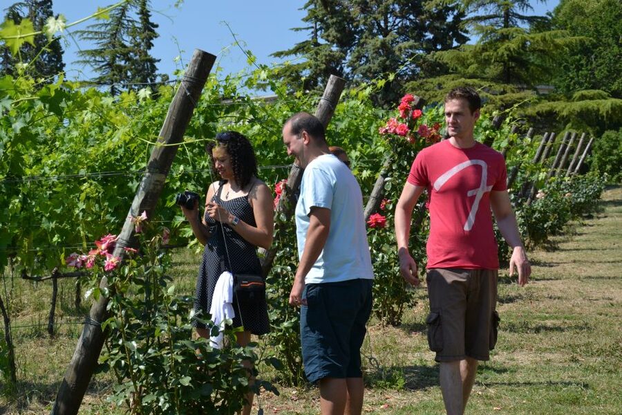 Wine tasting tour with olive oil and salami - Sangiovese in the hills above Santarcangelo
