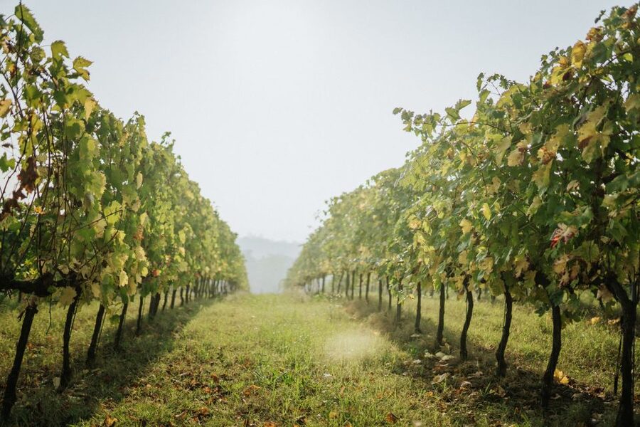 Wine tasting tour with olive oil and salami - A short visit with a clear food focus
