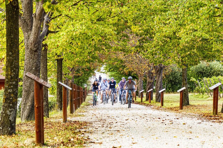 Wine tasting tour with olive oil and salami - The wine count needs clarification