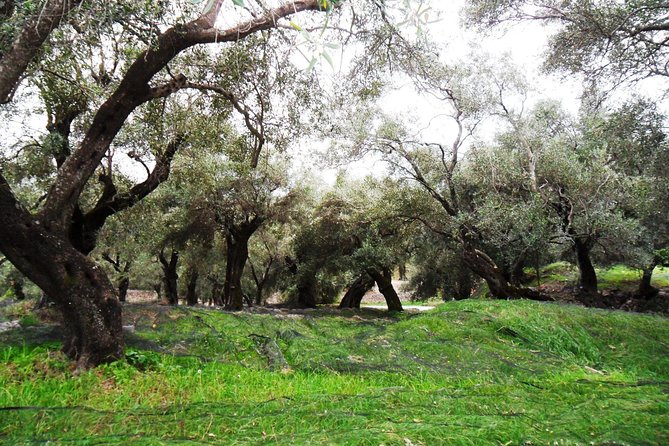 Wine Tour and Olive Tasting- Small Group Tour - Theotoky Estate and Corfu’s Farm Table