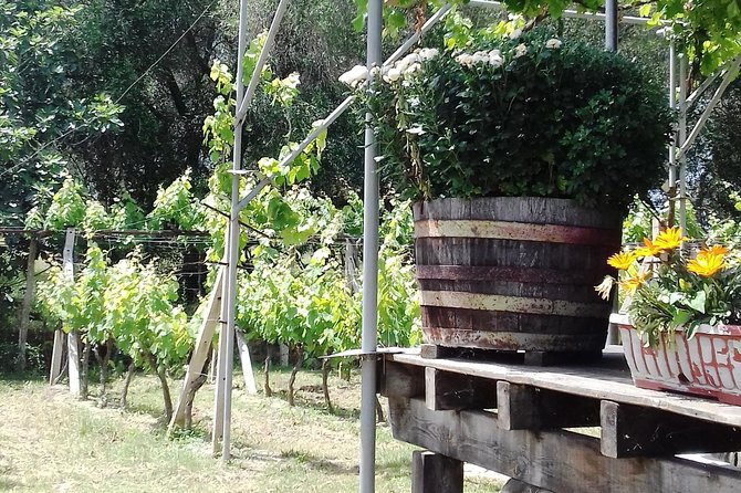 Wine Tour and Olive Tasting- Small Group Tour - Corfu Old Town, From Saint Spyridon to the Big Square
