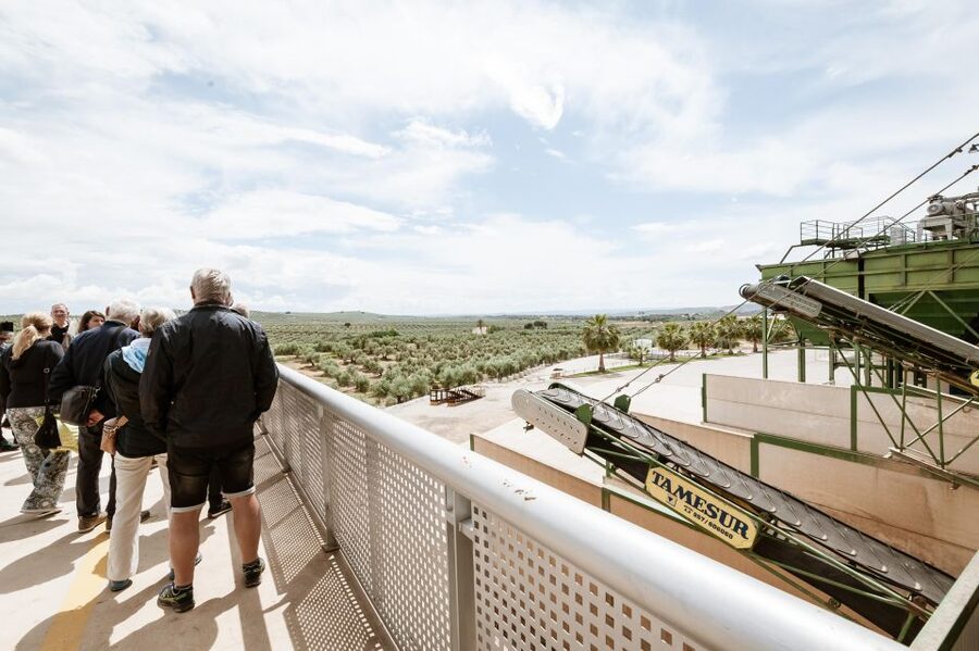 XXI Century Olive Oil Mill Tour - Why Picualia Makes Olive Oil Worth a Visit