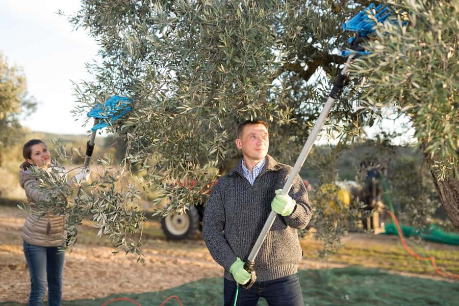 Zadar, Šibenik: olive oil, wine & food tasting, Self Drive - Who will enjoy it most